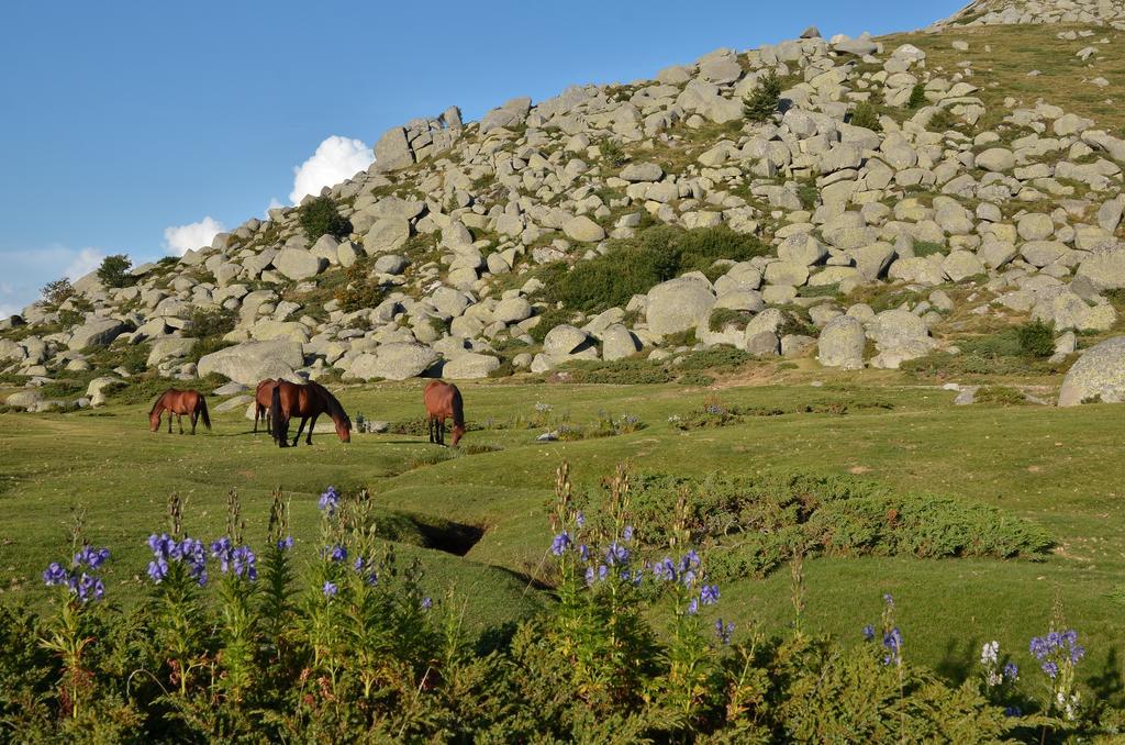 Gite Du Chalet Pietri Olivese Екстериор снимка